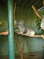A 142 Blacktown - Koala